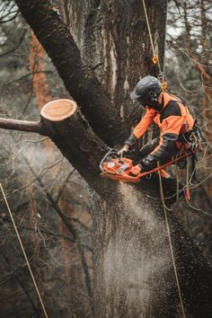 Tree Trimming