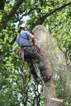 Stump Grinding