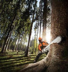 Large Tree Removal