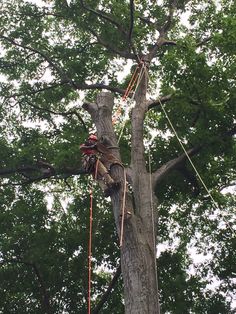 Small Tree Removal Special $500